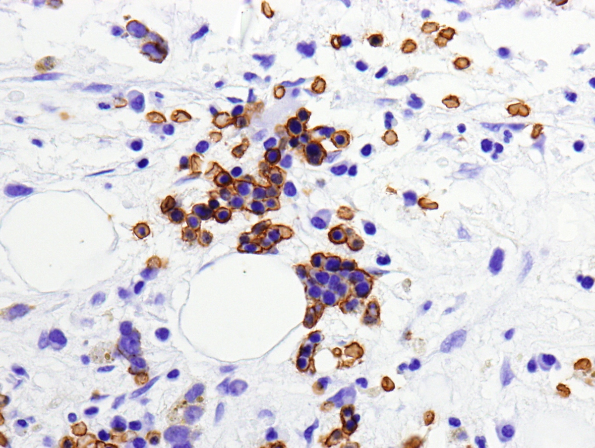 Glycophorin A 40x